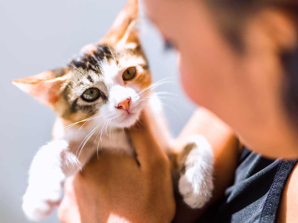 closeup of a calico kitten in someone's arms