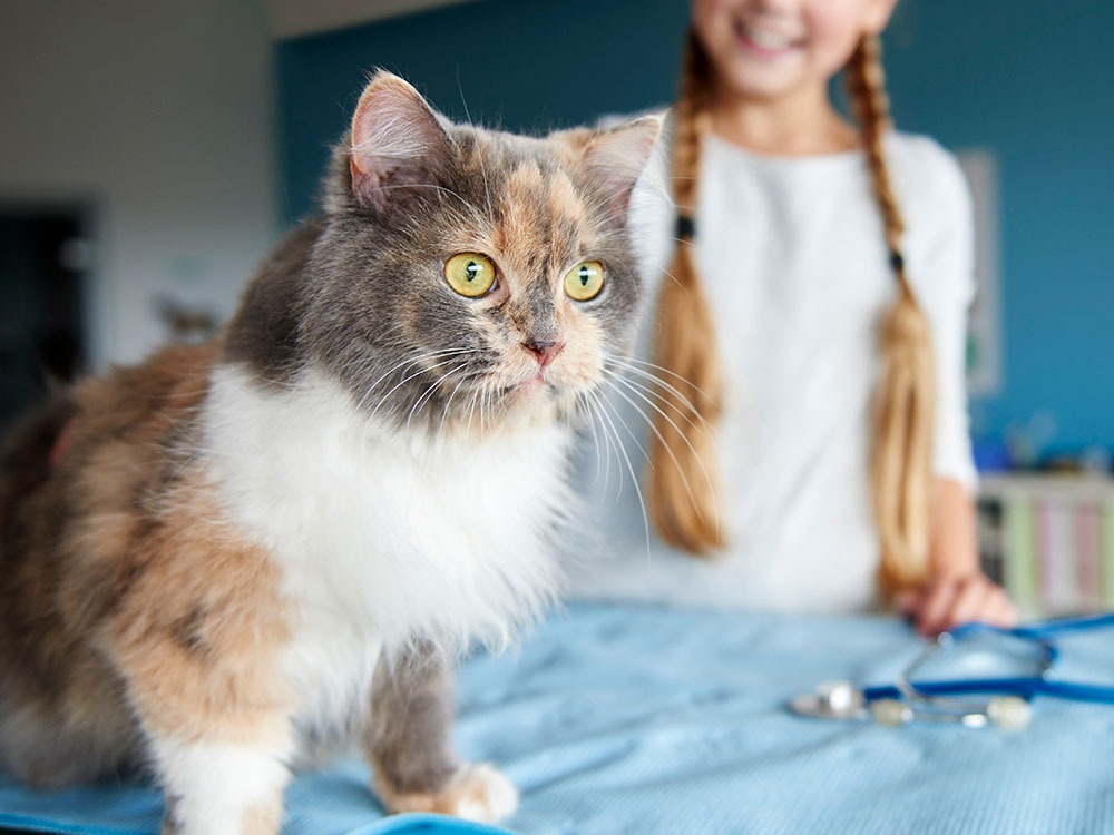closeup of a multi-colored cat at the vet with a young girl in the background