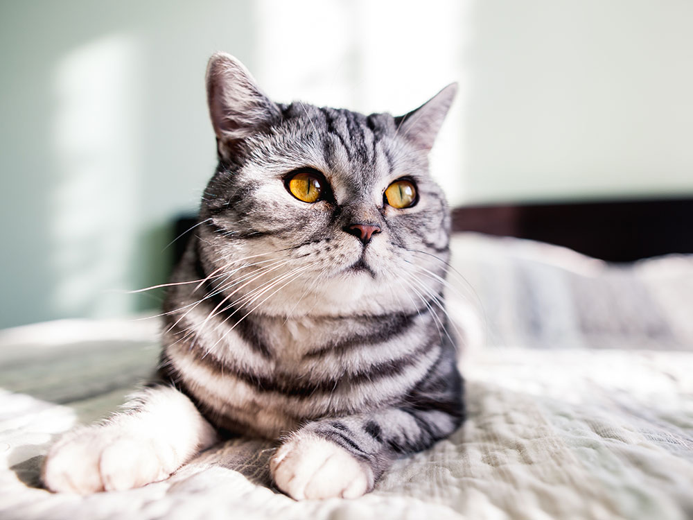 striped gray cat lounging on a bed