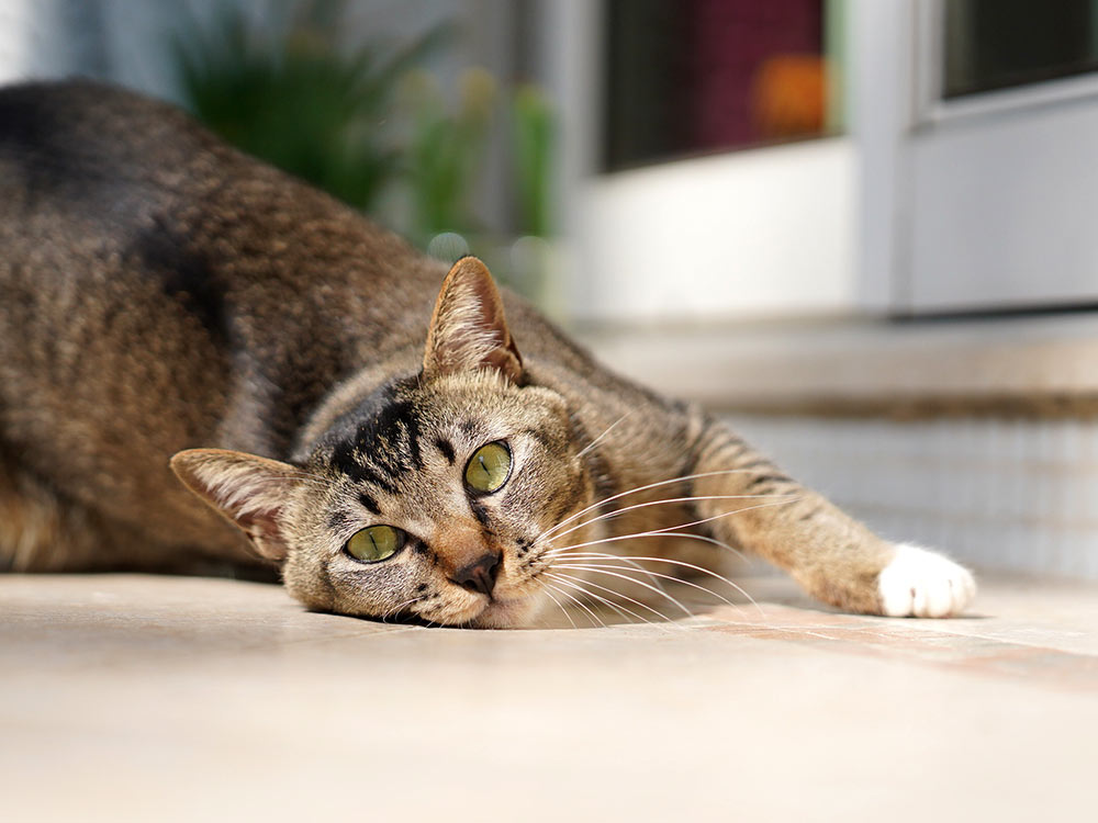 tabby cat playfully posing on the floor at home