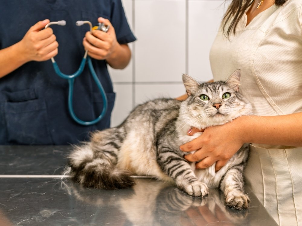 A veterinarian holds a grey tabby cat on an examination table while another person in scrubs holds a stethoscope.