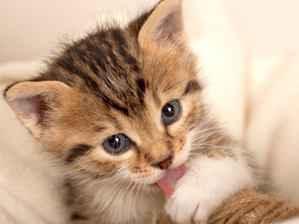 A close-up of a tabby kitten with blue eyes licking its paw while resting on a soft, cream-colored blanket.