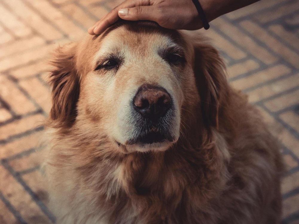 A person's hand gently rests on the head of a golden retriever dog, which is looking forward with its eyes closed.