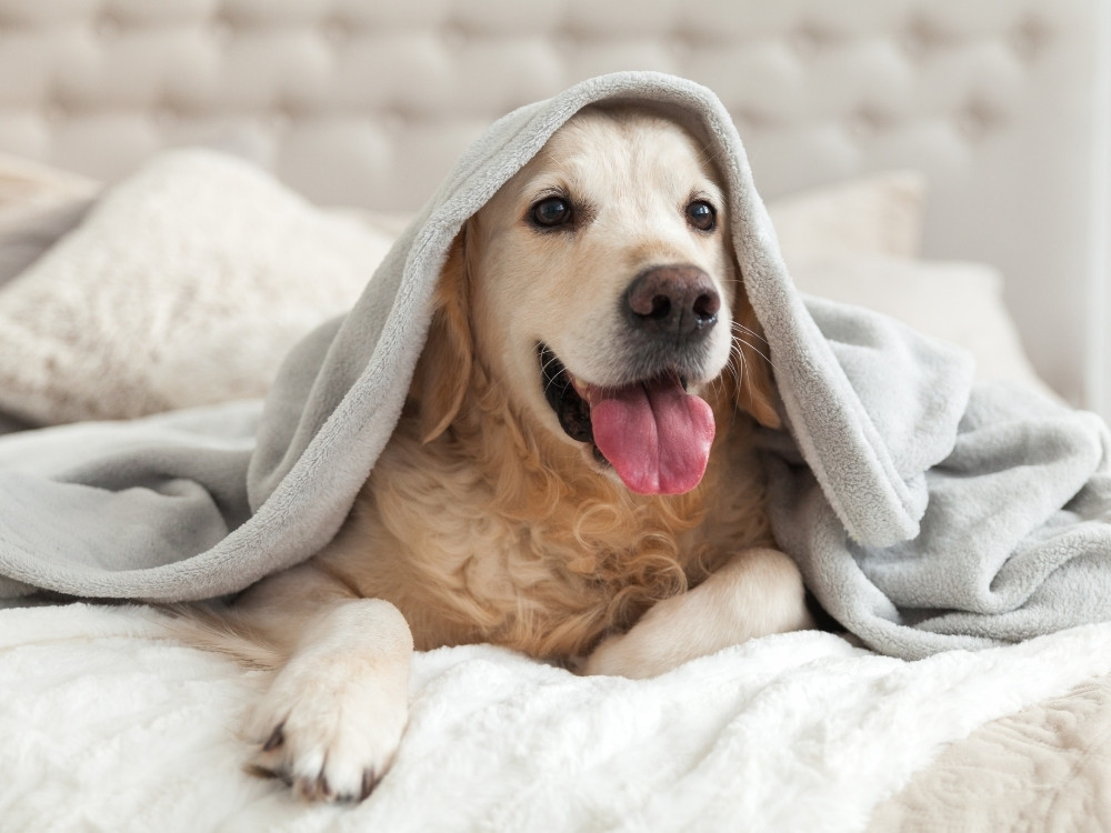 A golden retriever dog is lying on a bed, covered with a grey blanket.