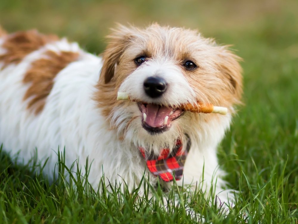 A small dog with brown and white fur, wearing a red and black plaid bandana, lies in green grass with a chew toy in its mouth.