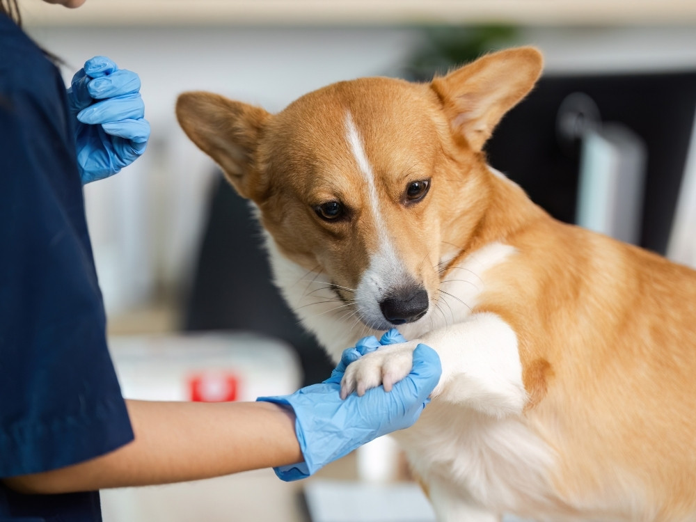 A corgi dog is held by a person wearing blue gloves, likely a veterinarian, at a clinic.
