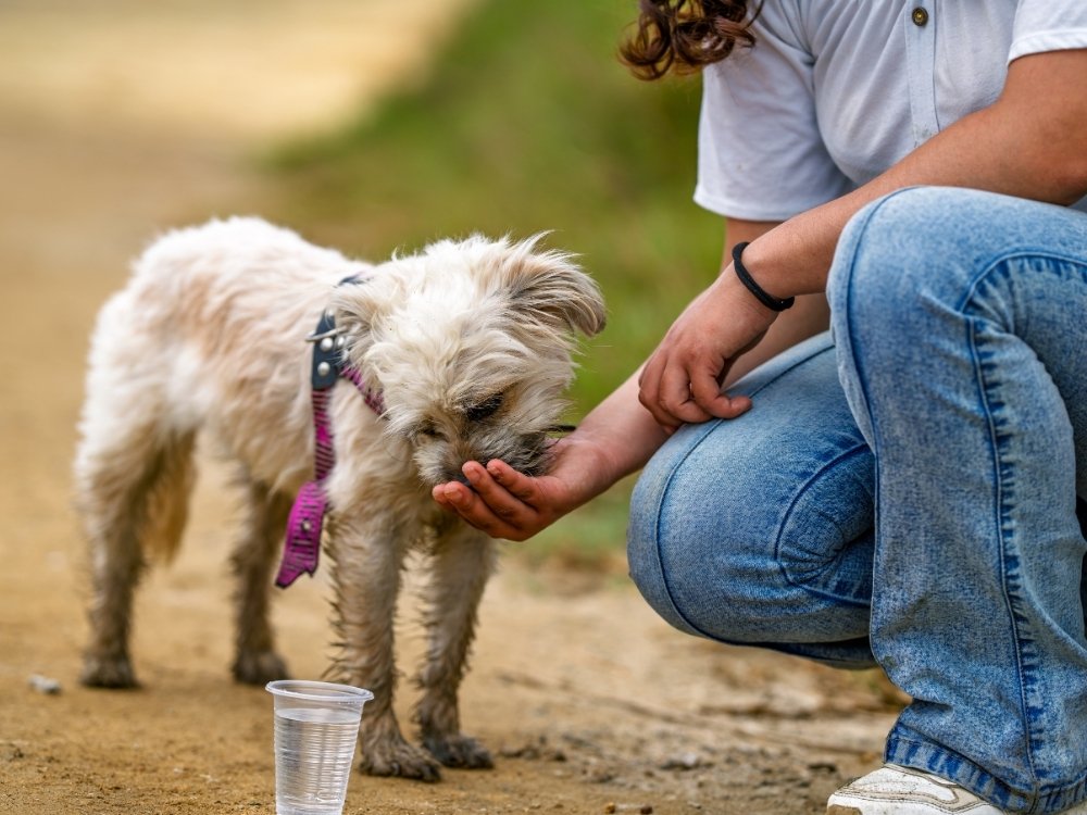 A person in jeans crouches down to feed a small, shaggy dog from their hand, with a plastic cup of water nearby.