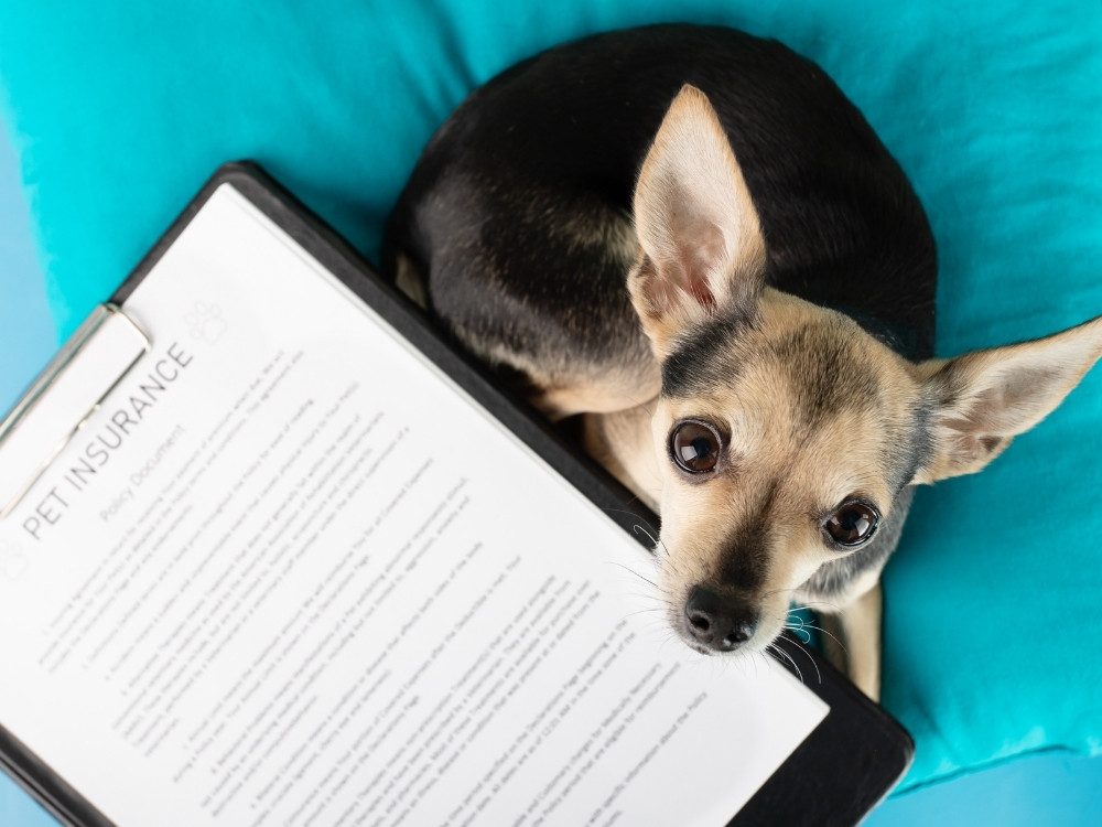 A small dog lies on a teal cushion next to a clipboard with a pet insurance document on it.