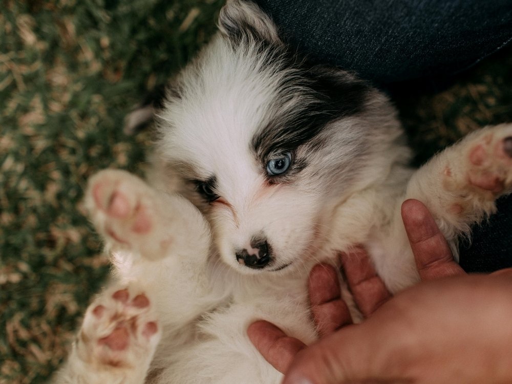 A fluffy husky puppy with blue eyes lies on its back on the grass as a person gently pets its belly and legs.