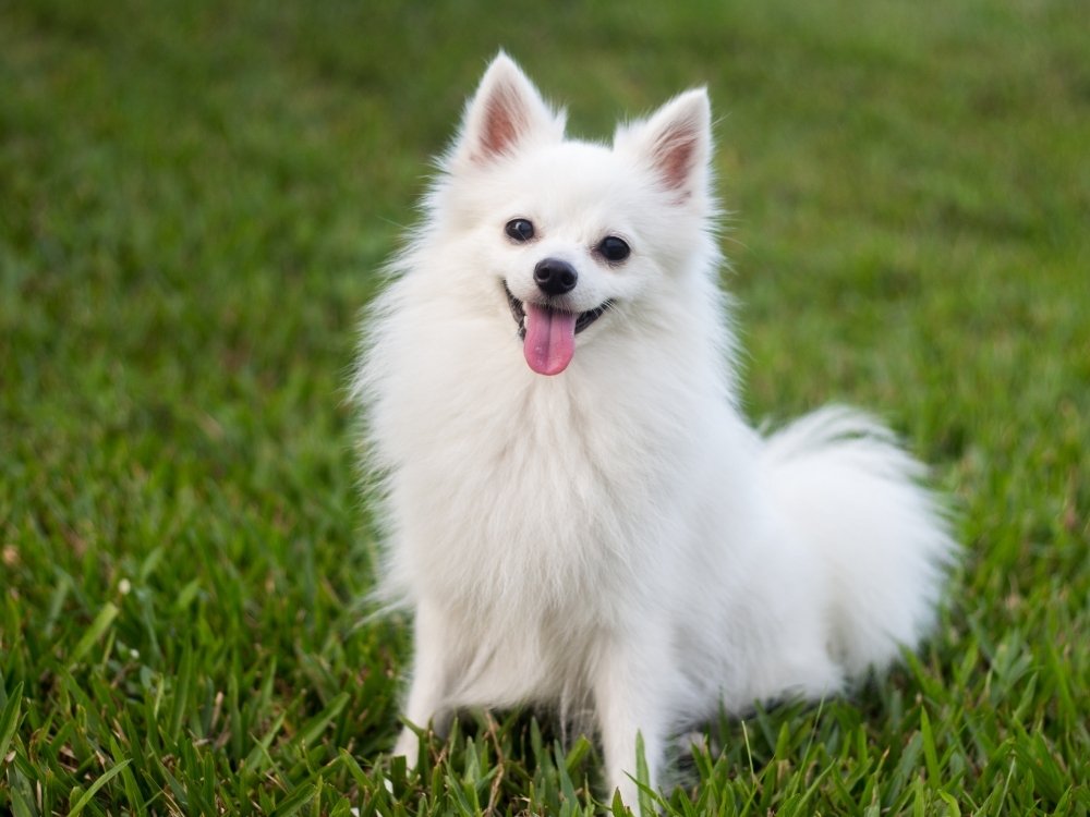 A fluffy white dog with its tongue out sits on green grass.