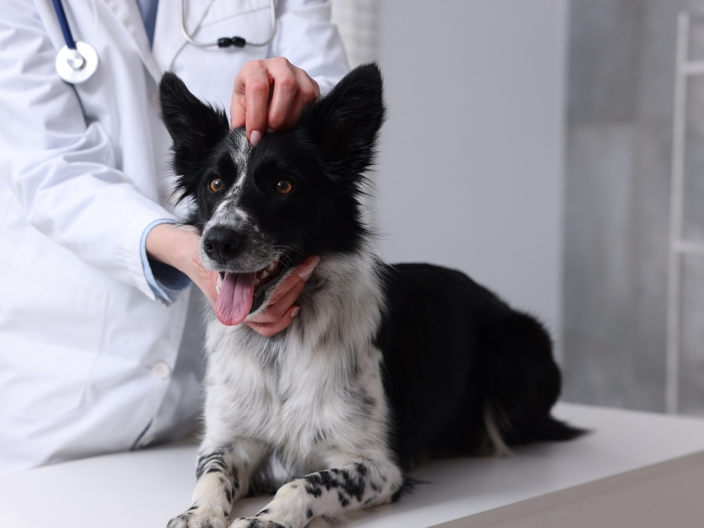 A veterinarian in a white coat examines a black and white dog lying on an examination table.