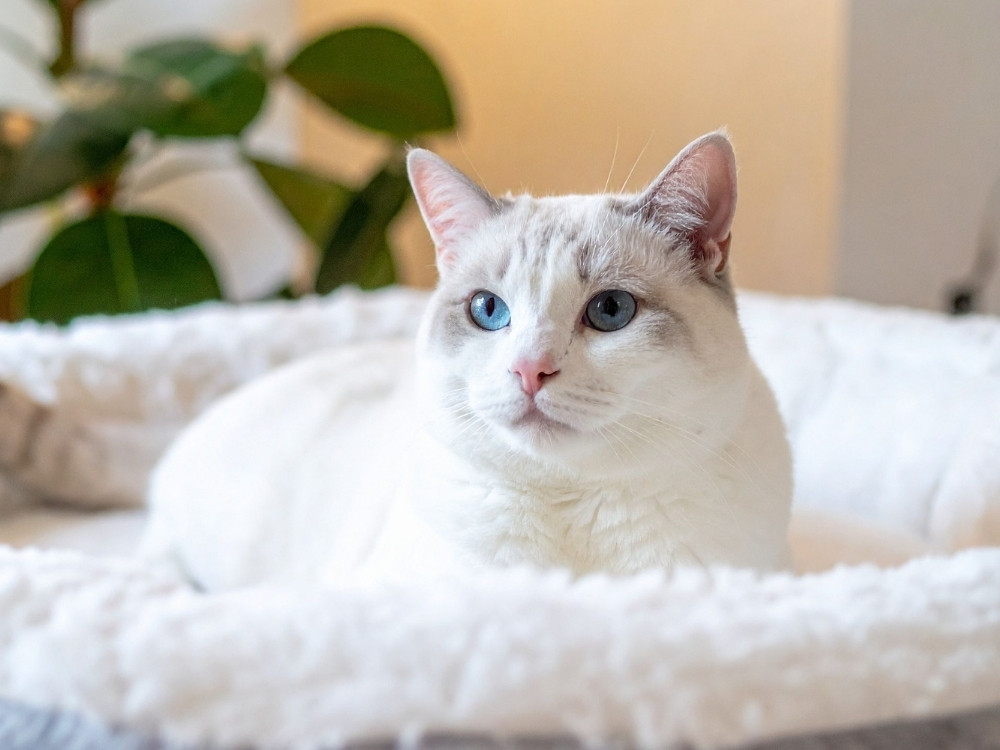 A white cat with blue eyes and gray markings lies in a fluffy gray and white cat bed, with green plants in the background.