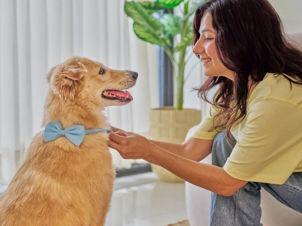 A person is adjusting a light blue bow tie on a golden dog sitting in a room with a large plant in the background.