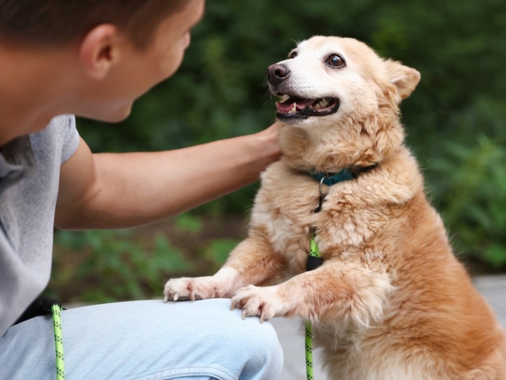 A person petting a fluffy tan dog with a blue collar and green leash outdoors.