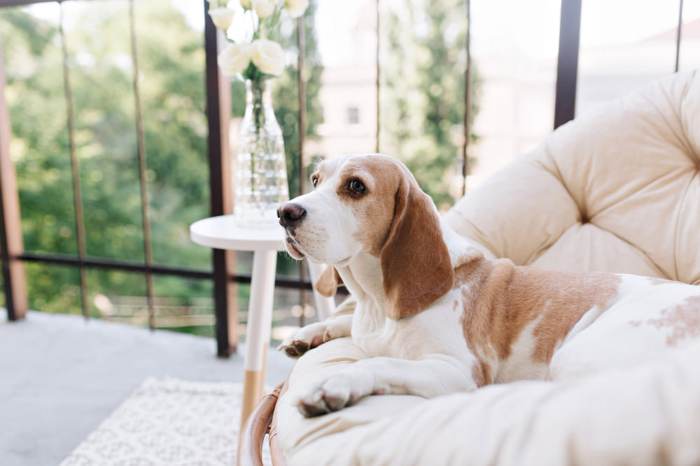 Dog sitting in a chair outside