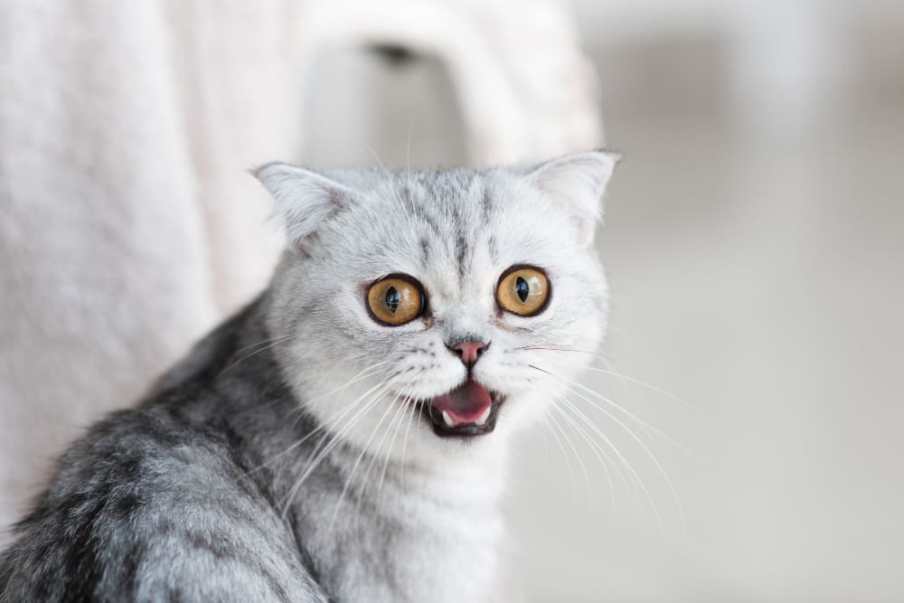 Grey cat with mouth open