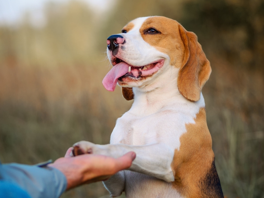 A beagle dog is standing on its hind legs, offering a paw to a person in a blue jacket outdoors.