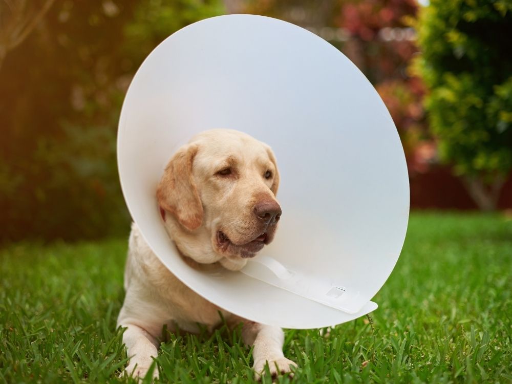  dog in a plastic cone