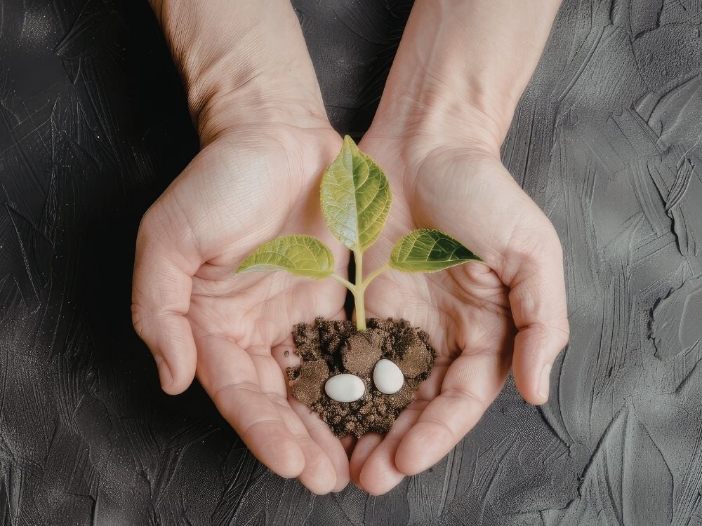 A small green plant with three leaves sprouts from a clump of soil held in cupped hands, with two white oval stones nestled in the soil.