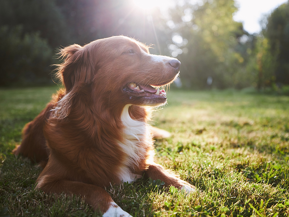 A happy brown and white dog lounges on sunlit grass.